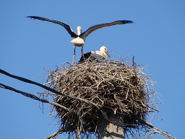 Storchennest in Hochfelden Storchennest in Hochfelden
