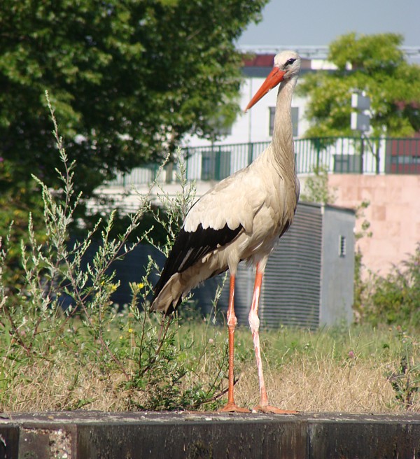 Gastauftritt von Meister Adebar Gastauftritt von Meister Adebar