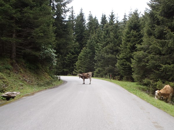 Offener Viehbetrieb rund um den Sökpass